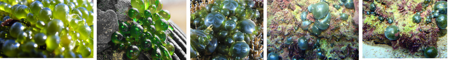 Image of Bubble Algae